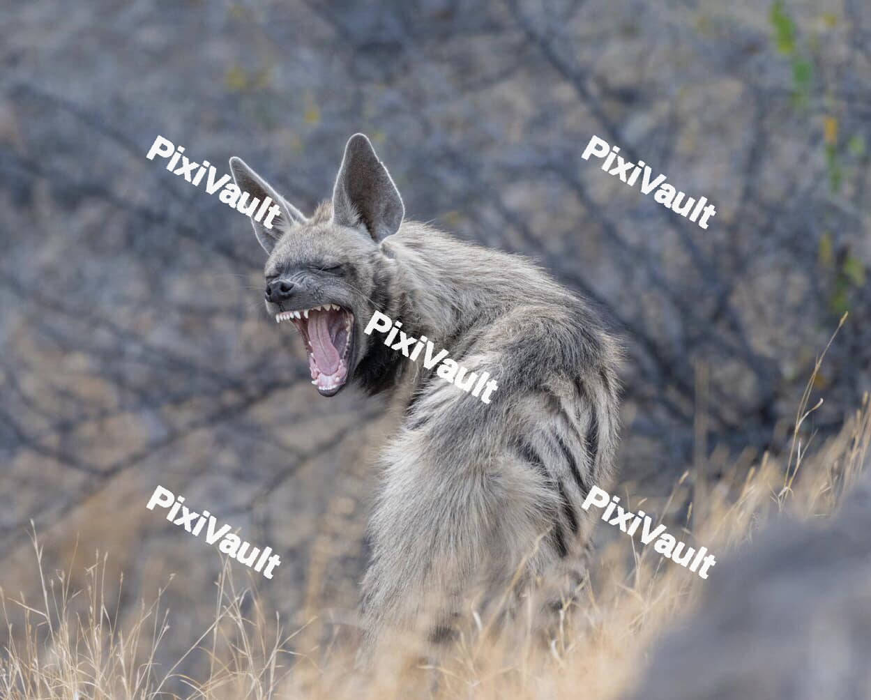 Angry Striped hyena